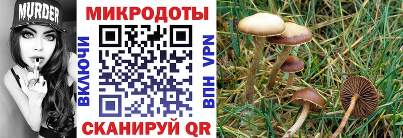 darknet какой сайт  Торопец  Псилоцибиновые грибы Psilocybine cubensis 